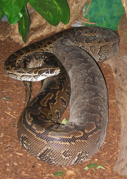 African rock python