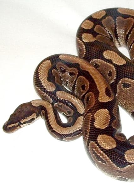 Ball Python