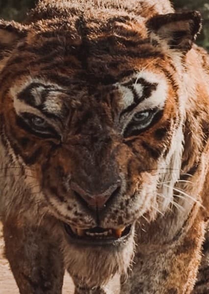 Benedict Cumberbatch