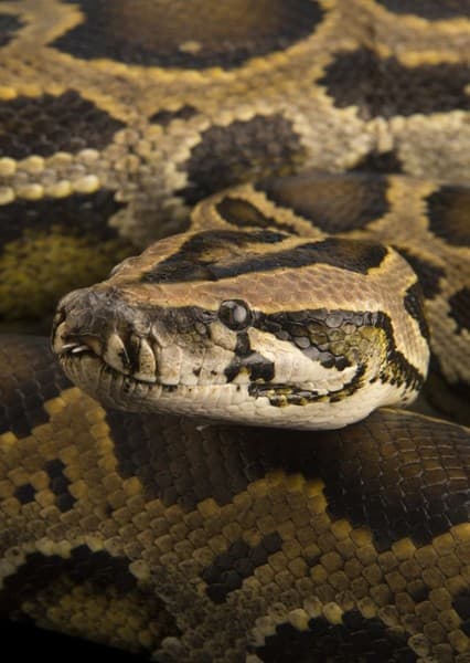 Burmese Python