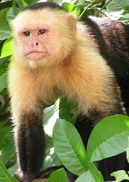 Capuchin Monkey