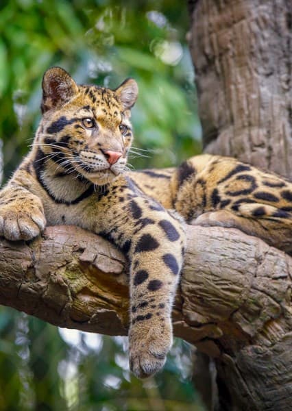 clouded leopard