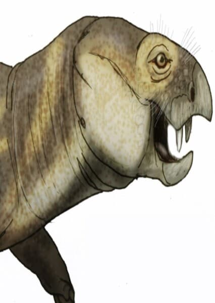 Dicynodon