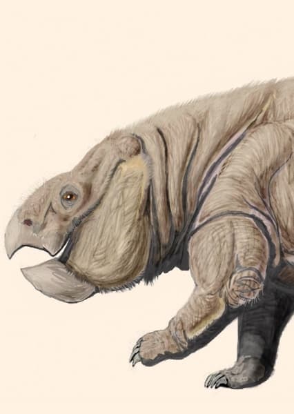 Dicynodont