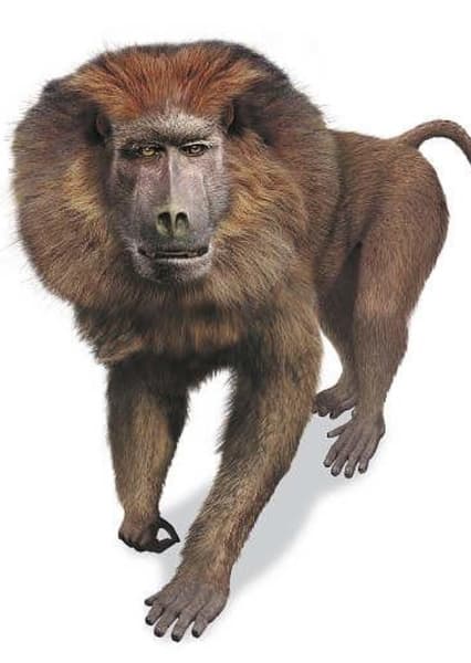 Dinopithecus