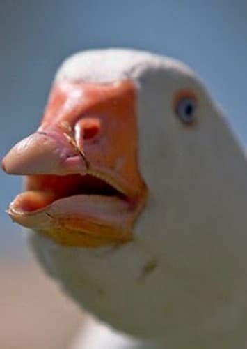 Dolan Dark