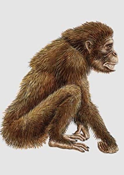 Dryopithecus