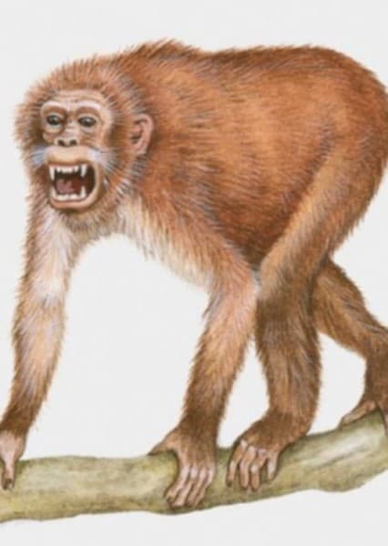 Dryopithecus