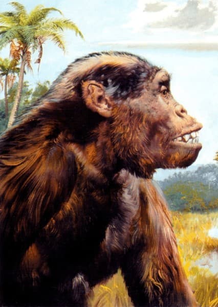 Dryopithecus