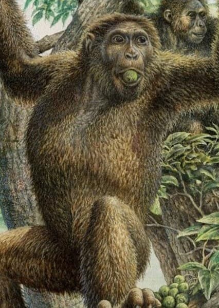 Dryopithecus