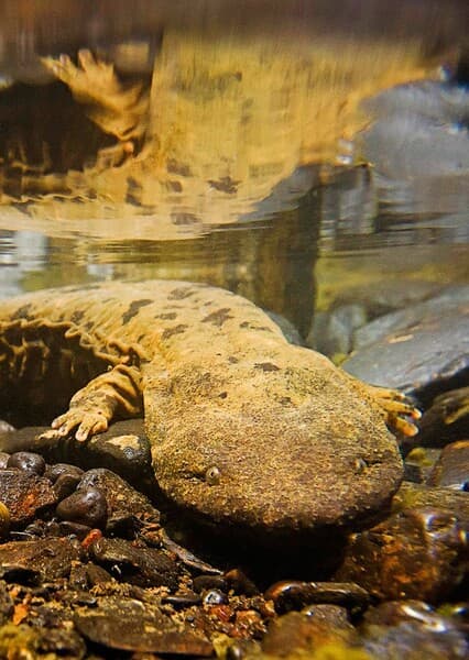 Eastern Hellbender