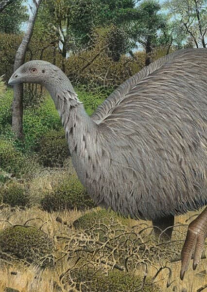 Eastern Moa