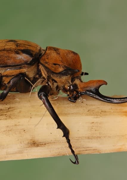 Elephant Beetle
