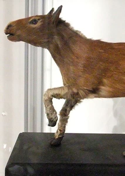 Eohippus