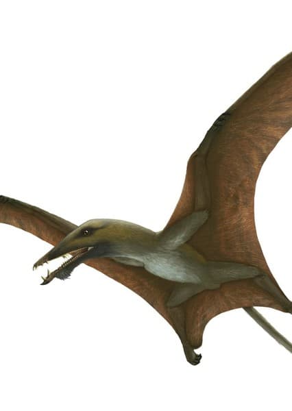 Eudimorphodon