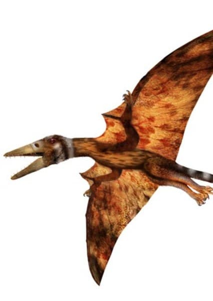 Eudimorphodon