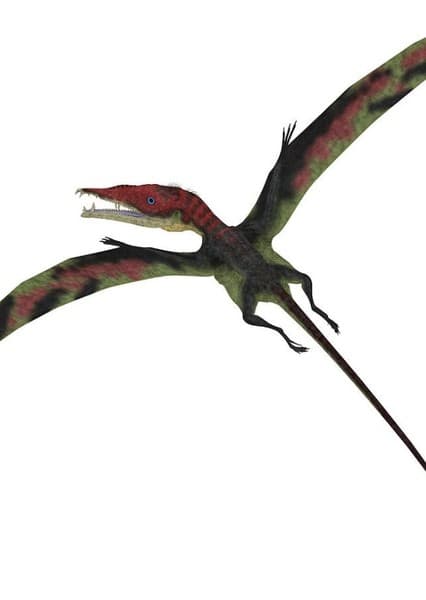 Eudimorphodon
