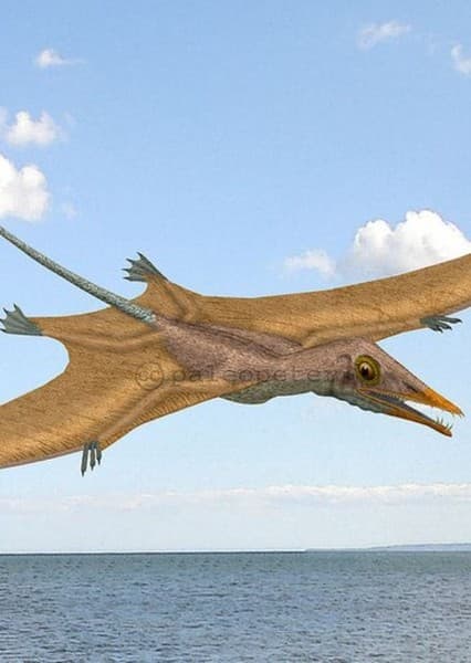 Eudimorphodon
