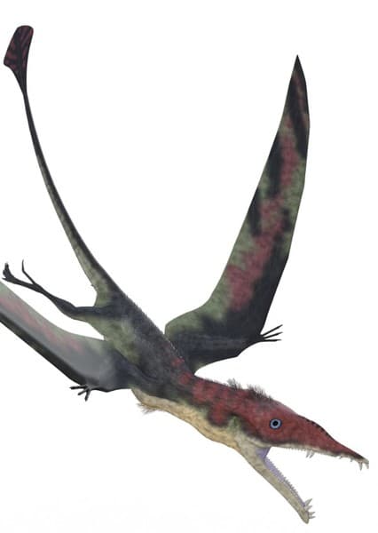 Eudimorphodon
