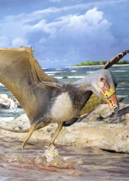 Eudimorphodon