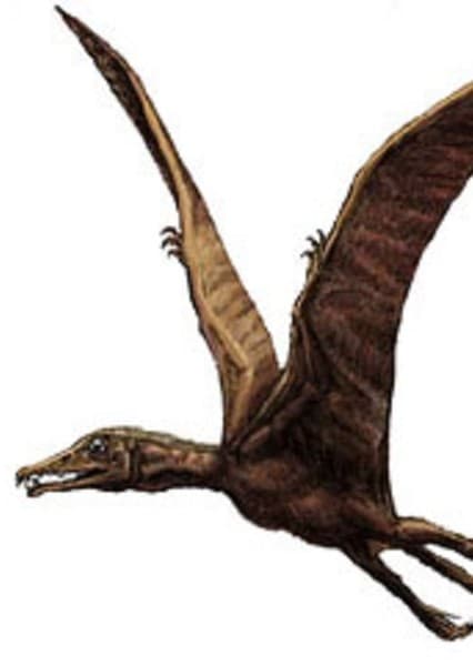 Eudimorphodon
