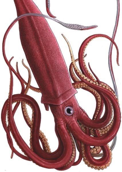 Giant Squid