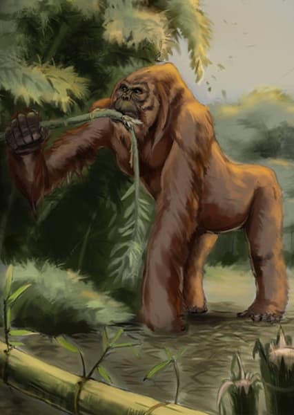 Gigantopithecus