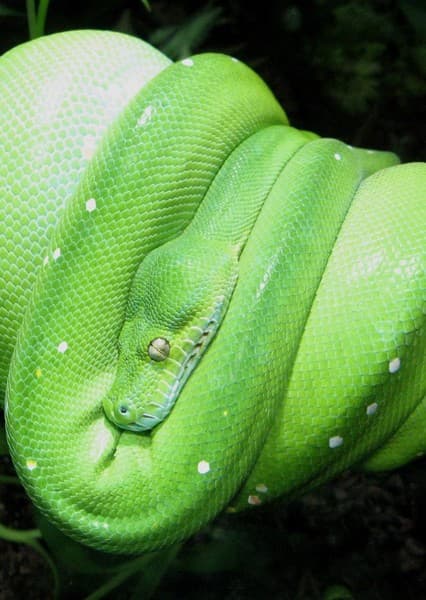 Green Tree Python
