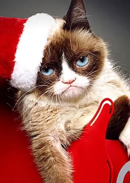 Grumpy Cat