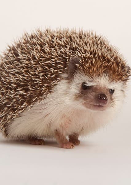 Hedgehog
