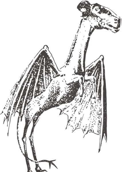 Jersey Devil