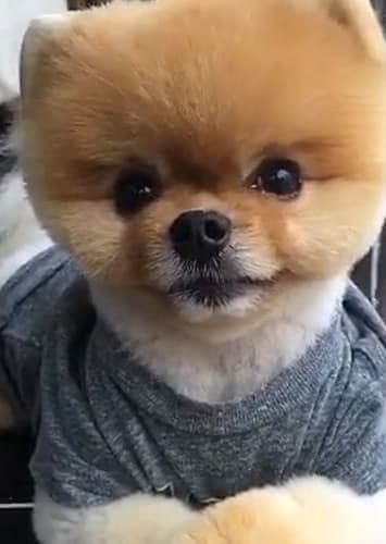 Jiffpom