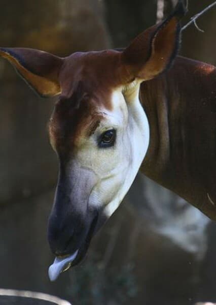 Okapi