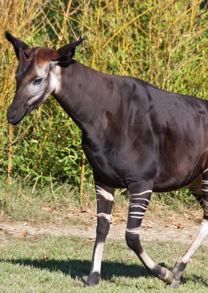 Okapi