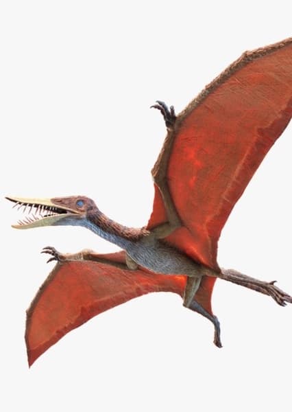 Rhamphorhynchus