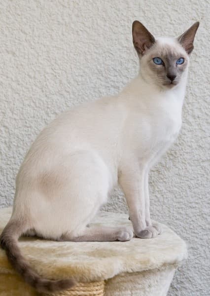 Siamese Cat