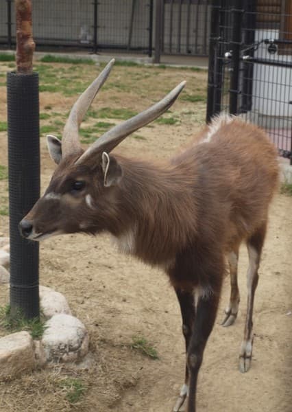 Sitatunga