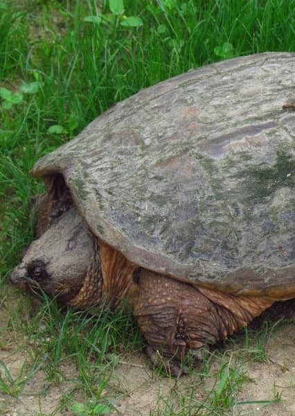 Snapping Turtle