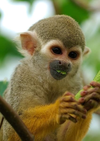 Squirrel Monkey