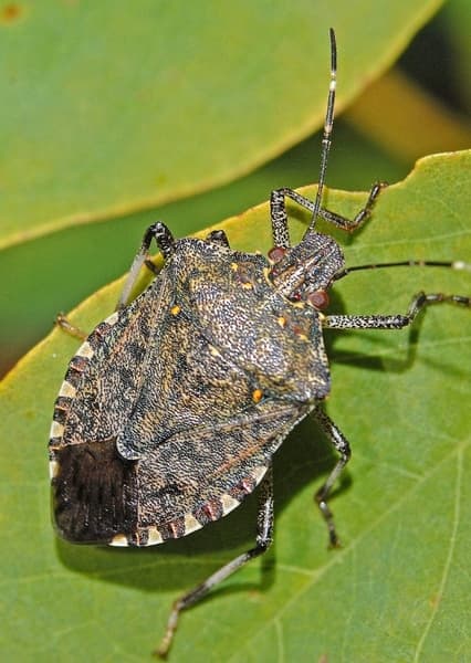 Stinkbug