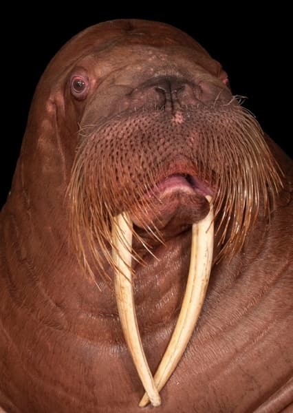 Walrus