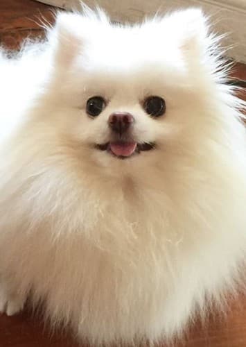 White Pomeranian
