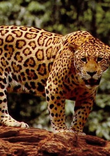 Jaguar