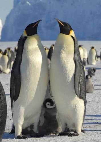 Emperor Penguin