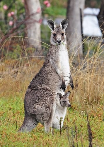 Kangaroo