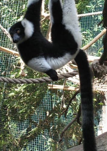 Lemur