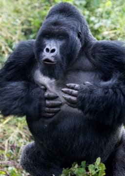 Gorilla