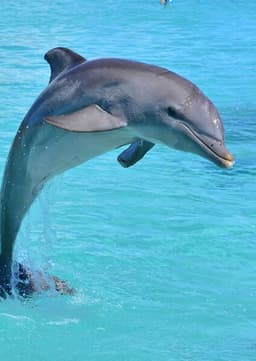 Dolphin