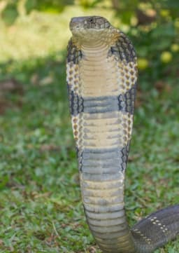 Cobra