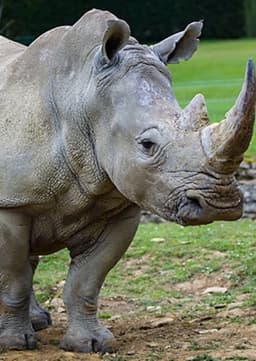 Rhino